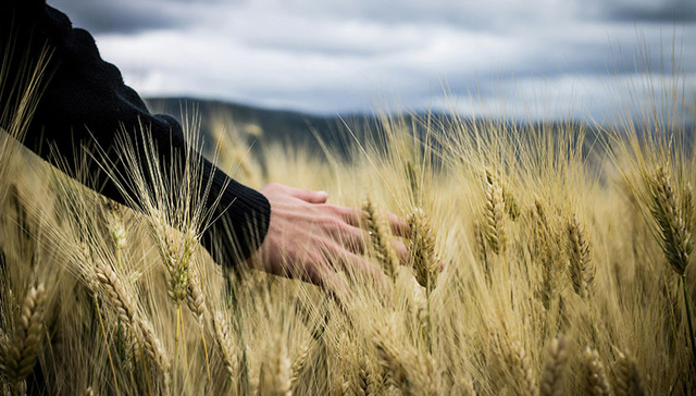 邢台市10家企业获评农业产业化国家重点龙头企业