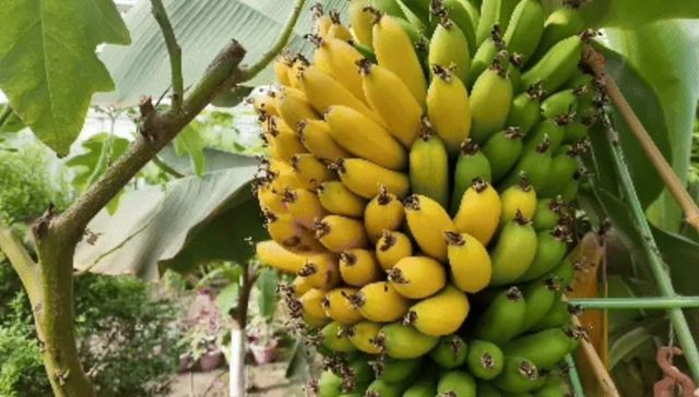 热带香蕉“安家”大兴安岭