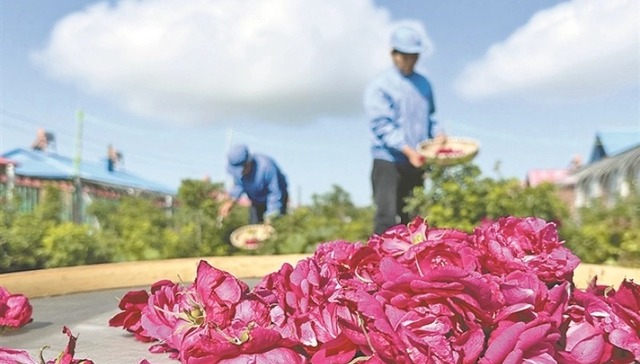 明水县的小村茶厂飘出玫瑰香