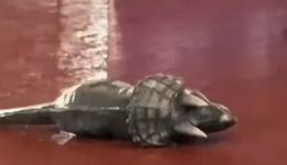 搬出“恐龙”，这对常州意味着什么？