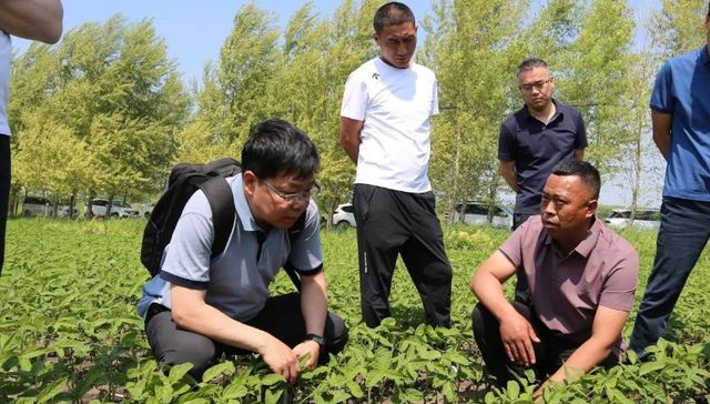 田间观摩培训：让农民从“跟着看”到“学着干”