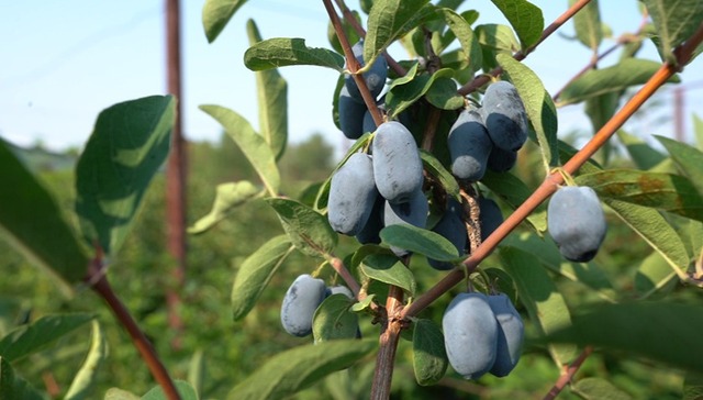 经济视点｜走近蓝靛果：下一个浆果产业的蓝海?