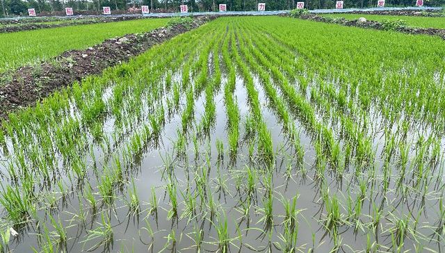 幸福镇小龙虾“钳”动乡村振兴