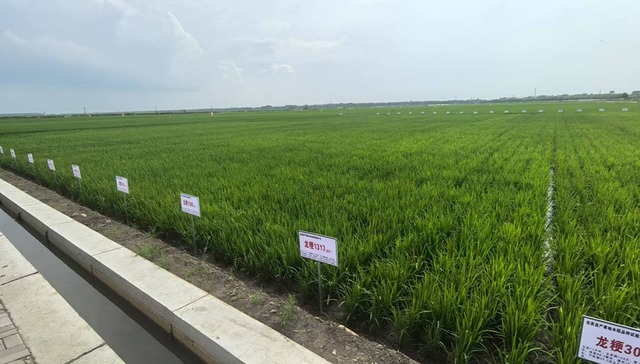 社会眼｜解锁粮油作物单产提升的“科技密码”