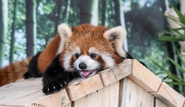 與“萌獸”零距離，東北首家小熊貓互動體驗館正式迎客