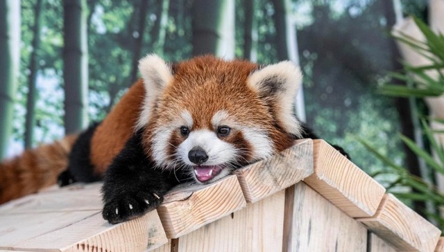 与“萌兽”零距离，东北首家小熊猫互动体验馆正式迎客