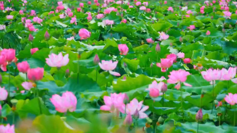 山东文旅观察 | 荷花经济破界融合，善城滕州文旅经济焕新章