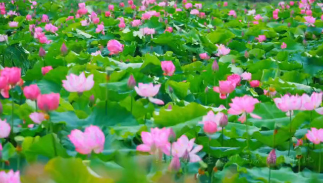 山东文旅观察 | 荷花经济破界融合，善城滕州文旅经济焕新章