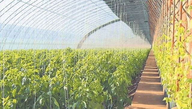 以能力作风之变促定制农业发展