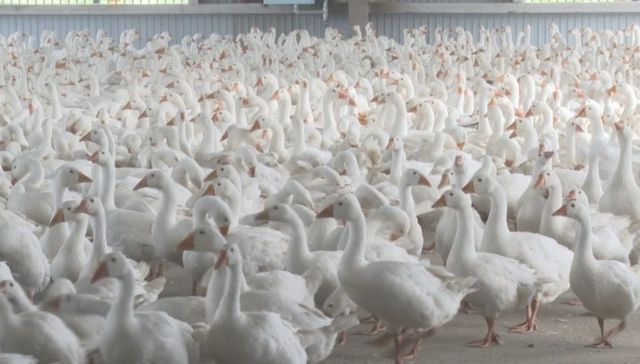 全链条布局 做强“鹅”经济 依安县鹅产业一体化项目启动