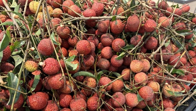 跨越千里 岭南荔枝“甜”满龙江果盘