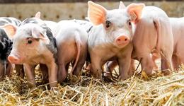 三大猪企上半年多卖超900万头生猪：6月猪价回落，企业或打响成本战