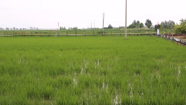 快来看！盐碱地里新“稻”路上好“丰”景