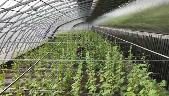 “一棚果”产业多元化发展 助力林区经济转型