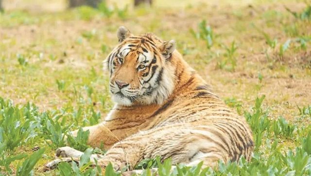 黑龙江启动2025“全球老虎日”系列活动