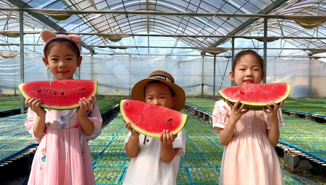 产业链上的山东好品牌·青岛新力量 | 特色农业新生态！平度明村西瓜的乡村振兴新路径