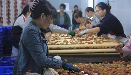 “邮”你灌溉，邮储银行泸州合江县支行助“荔”中华名果加速“出圈”