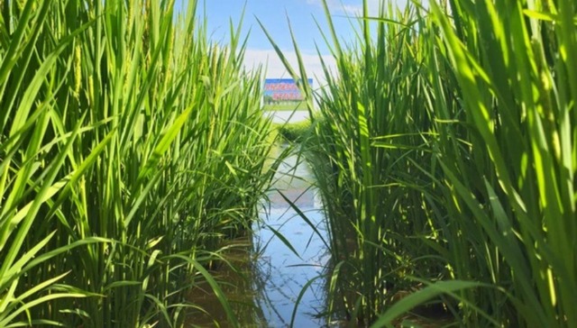 龙江新观察│解锁农业现代化“新密码”