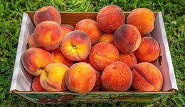 遷安木廠口鎮(zhèn) 特色果品成為“甜蜜產(chǎn)業(yè)”