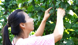 遷安：榛果串串迎豐收