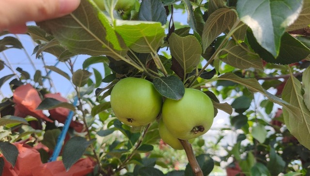 林下经济蓬勃发展 书写绿水青山新故事