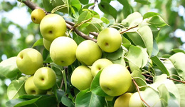 遷安：秋來品梨正當(dāng)時(shí) 千畝梨園飄果香