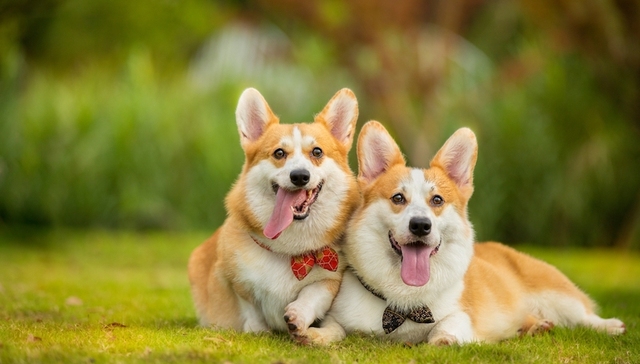 鲁股观察 | 股权激励深度绑定杜士芳，乖宝宠物能否再续高增长？