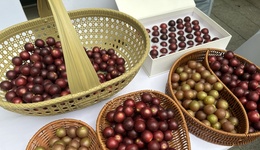 从社区惠民到“赛博”互动 第十一届成都农博会与您相约金秋九月