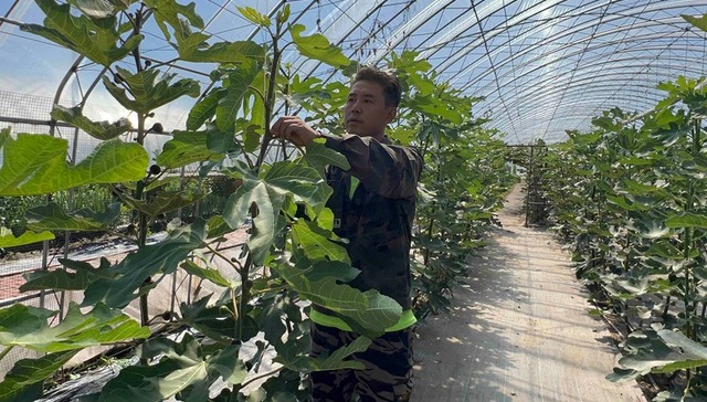 “采摘经济”带火乡村游