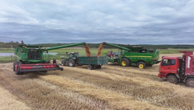 最北秋收启动，大兴安岭小麦开镰