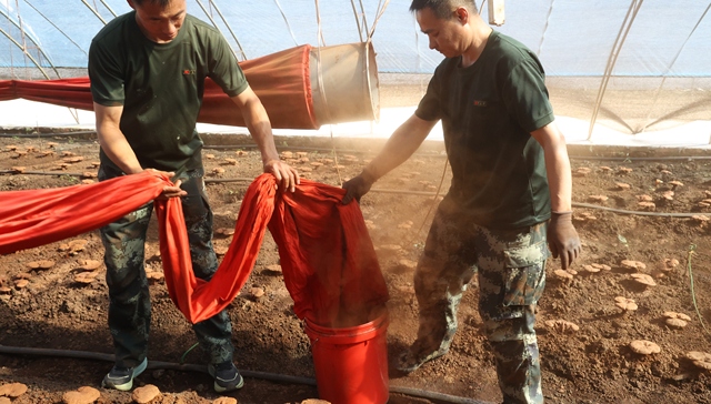 “芝粉”迎丰收 拓宽致富路