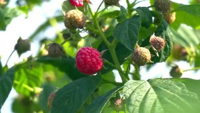经济视点｜牡丹江：寒地“小浆果”种出“大产业”