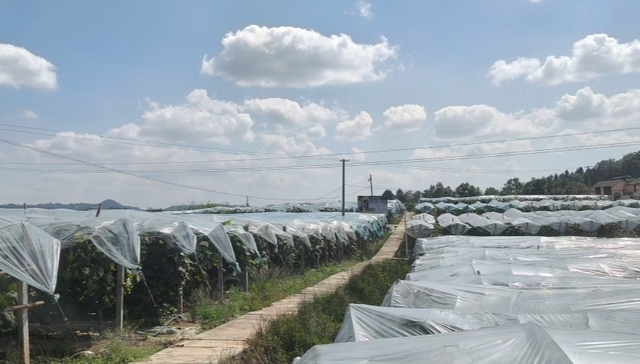 邮储银行巴中市巴州区支行：金融“活水”润葡园 助农增收绘振兴图景