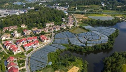 郵儲(chǔ)銀行精準(zhǔn)“滴灌”巴山沃土 恩陽小葡萄“串”起振興大文章