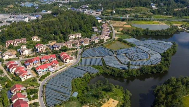 邮储银行精准“滴灌”巴山沃土 恩阳小葡萄“串”起振兴大文章