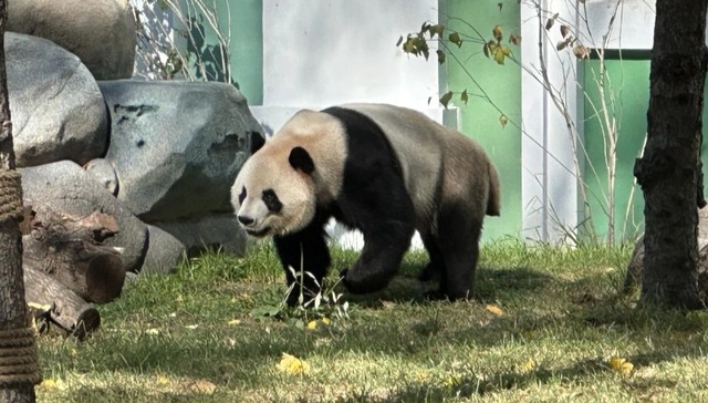 10万起认养的熊猫不是“带回家”，我们在寻找什么？