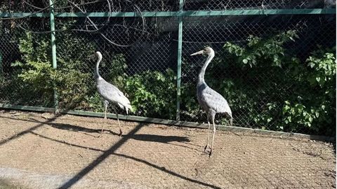 他在濕地救了兩只被困的白枕鶴