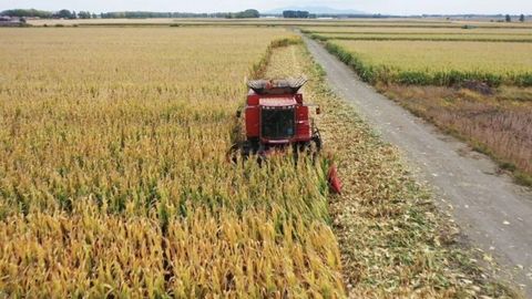 已收獲11108萬畝！黑龍江省秋收已經(jīng)過半