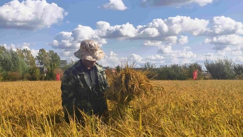 龍江田間“選秀”忙！看禾選種保豐收