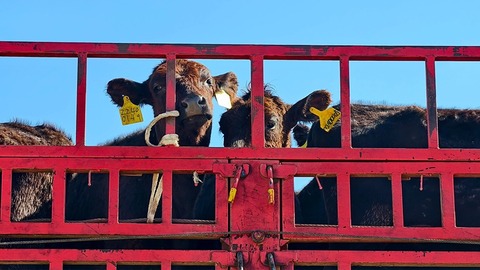 牡丹江總投資2.5億元的這個項目“牛勁十足”！