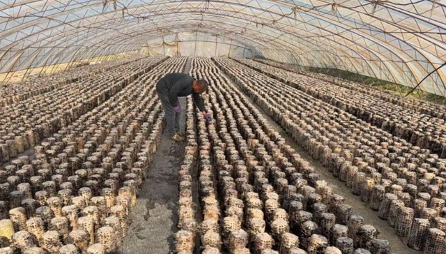 尚志市石头河子镇宝石村：以“菜园革命”激活特色产业 铺就农户增收致富路