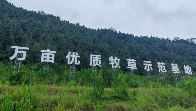 万亩牧草的N种“吃”法