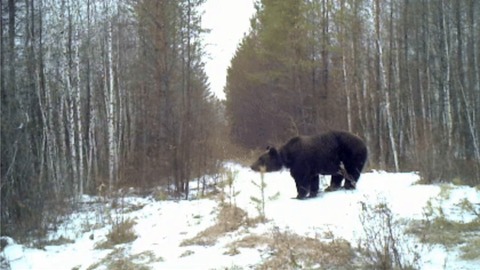快看！自然保護(hù)區(qū)紅外相機(jī)里的和諧生態(tài)圖景