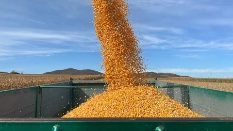 畝均單產(chǎn)提升！黑河全年糧食總產(chǎn)預(yù)計突破120億斤