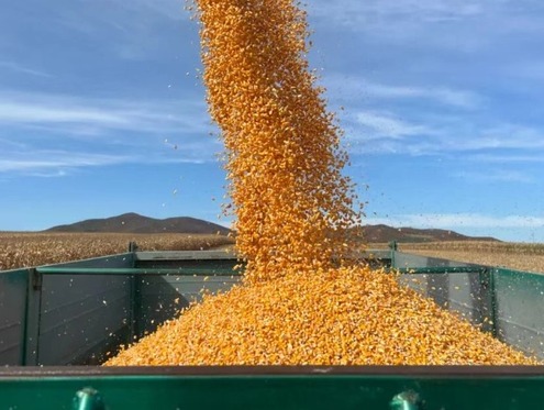 亩均单产提升！黑河全年粮食总产预计突破120亿斤