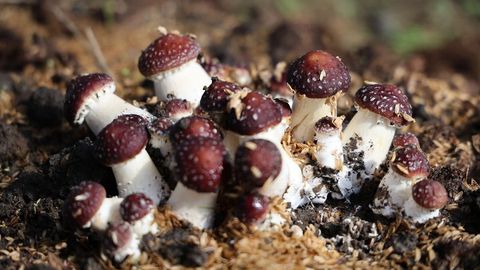 赤松茸迎豐收 林下經(jīng)濟撐起“致富傘”