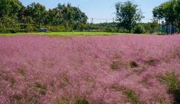 石家莊欒城丨粉黛花海來襲！這里美成了童話世界！