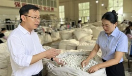 “貸”動(dòng)繭絲蛻變，融通產(chǎn)業(yè)血脈｜郵儲(chǔ)銀行助推寧南蠶桑高質(zhì)量發(fā)展