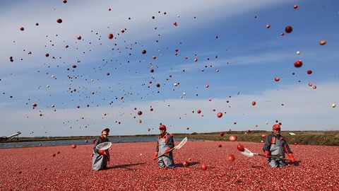 蔓越莓：北緯48度的奇跡