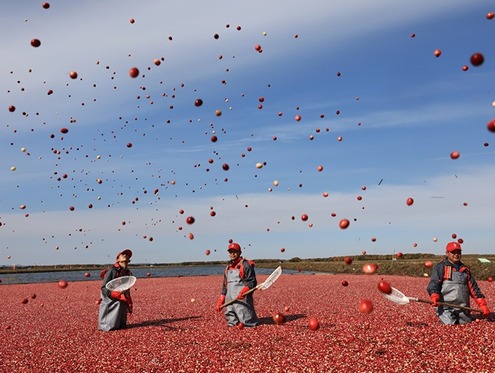 蔓越莓：北纬48度的奇迹